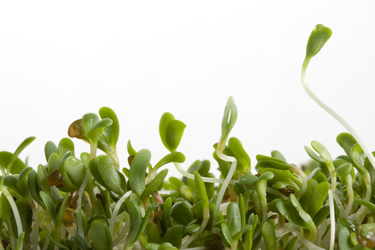alfalfa sprouts rawfood diet