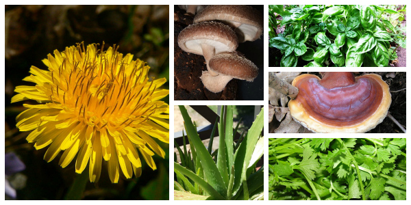 Super Herbs And Super Mushrooms