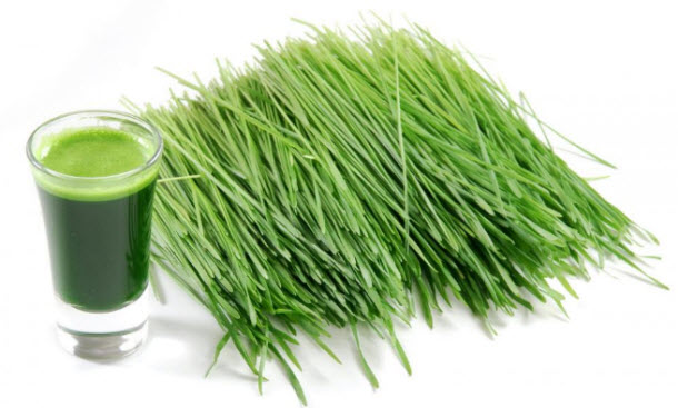 Wheatgrass1