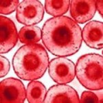 Blood cells