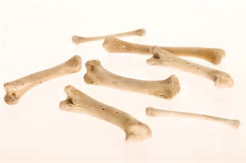 Bones