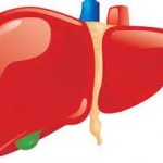 Liver