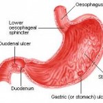 Stomach lining